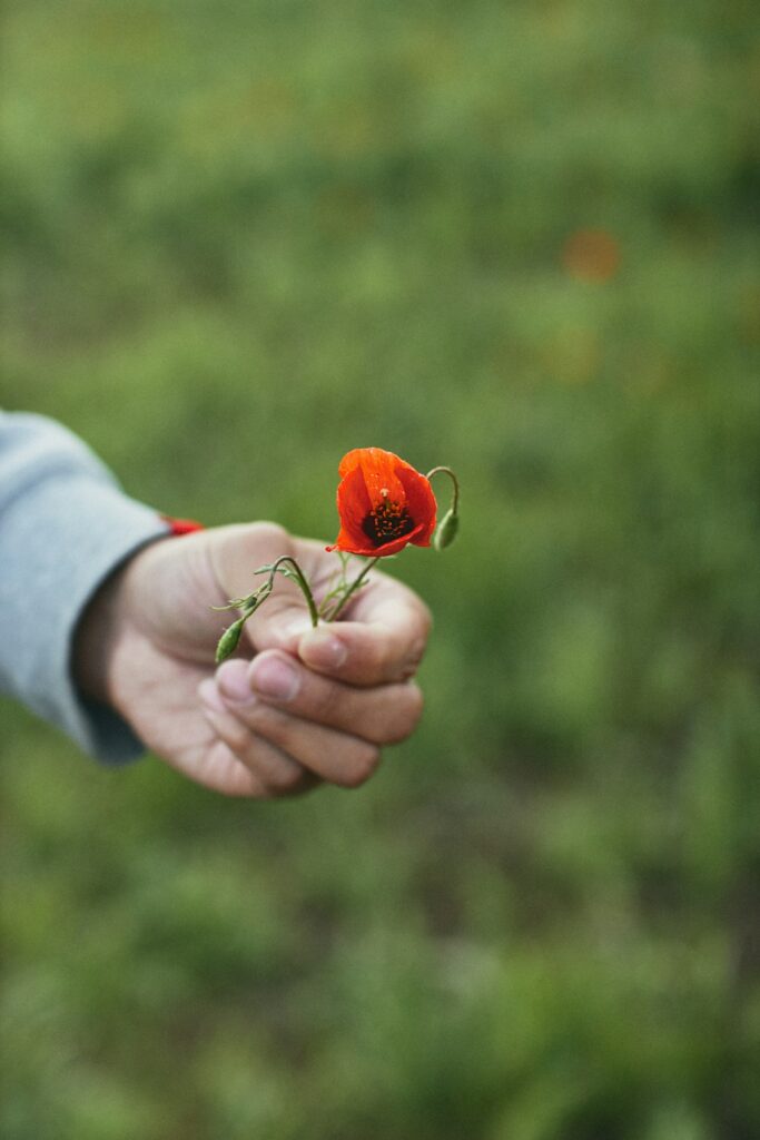 a hand holding a small red flower