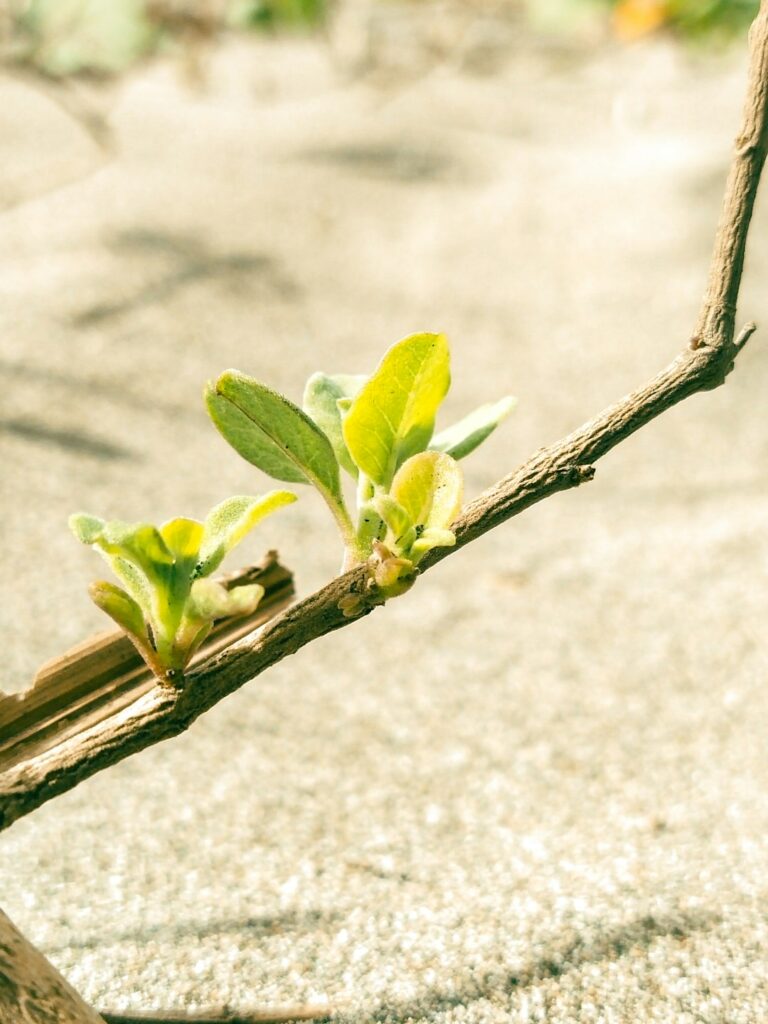 a small tree branch with some leaves on it